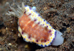Goniobranchus collingwoodi
