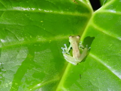 Nymphargus grandisonae