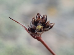 Luzula ulophylla