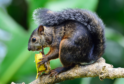 Variegated Squirrel