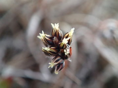 Luzula ulophylla