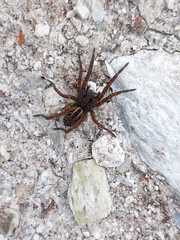Lycosa australis