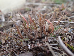 Lepidium solandri