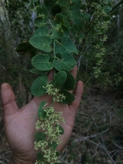 Salpianthus arenarius