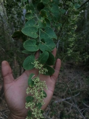 Salpianthus arenarius
