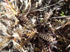 Lepidium solandri