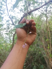 Podopterus mexicanus