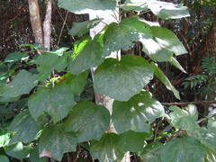 Heliocarpus americanus