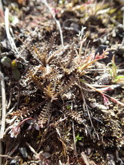 Lepidium solandri