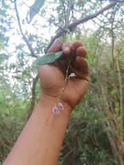 Podopterus mexicanus