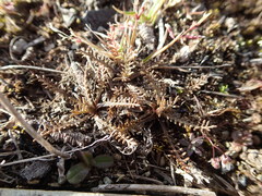 Lepidium solandri