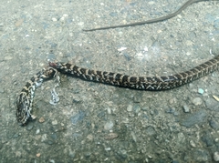Mastigodryas boddaerti