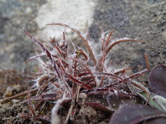 Luzula ulophylla