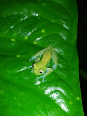 Nymphargus grandisonae