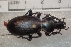 Carabus punctatus