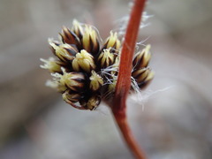 Luzula ulophylla