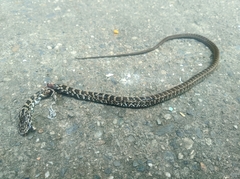 Mastigodryas boddaerti