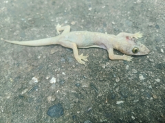 Hemidactylus mabouia