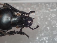 Carabus punctatus