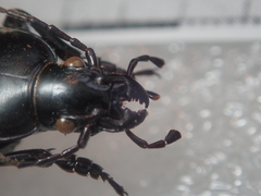 Carabus punctatus