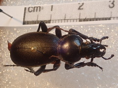 Carabus punctatus