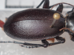 Carabus punctatus