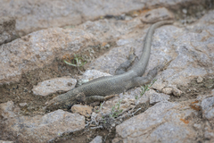Microlophus theresioides
