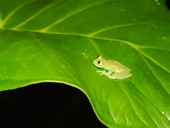 Nymphargus grandisonae