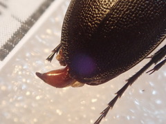 Carabus punctatus