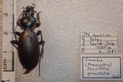 Carabus punctatus