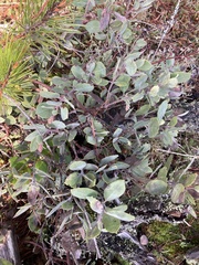 Arctostaphylos × media