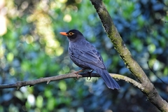 Turdus simillimus