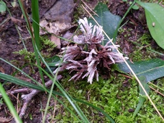 Thelephora penicillata