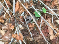 Thamnophis proximus orarius