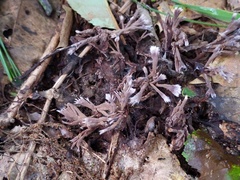 Thelephora penicillata