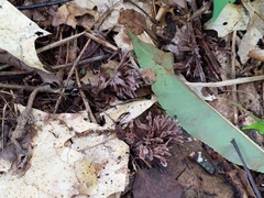 Thelephora penicillata