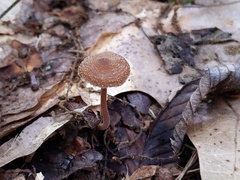 Inocybe calospora