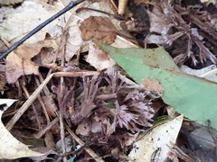 Thelephora penicillata