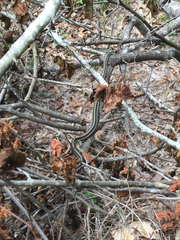 Thamnophis proximus orarius