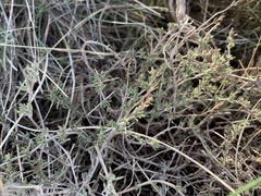 Thymus serpylloides