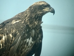 Haliaeetus leucocephalus