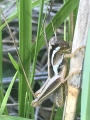 Paroxya atlantica