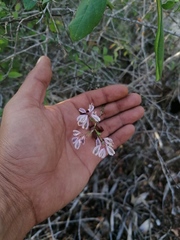 Podopterus mexicanus
