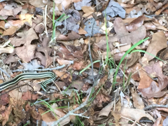 Thamnophis proximus orarius