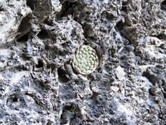 Strombocactus disciformis esperanzae