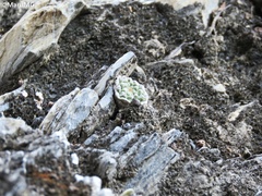 Strombocactus disciformis esperanzae