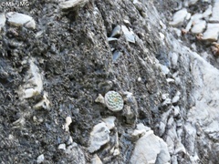 Strombocactus disciformis esperanzae