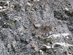 Strombocactus disciformis esperanzae