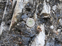 Strombocactus disciformis esperanzae