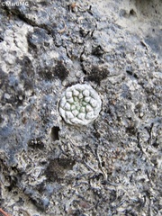 Strombocactus disciformis esperanzae